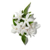 Arabische Jasmin