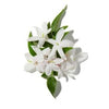 Jasmin